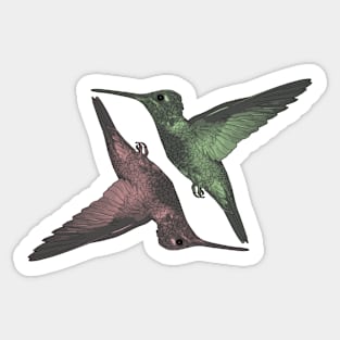 Humming Birds red green Sticker